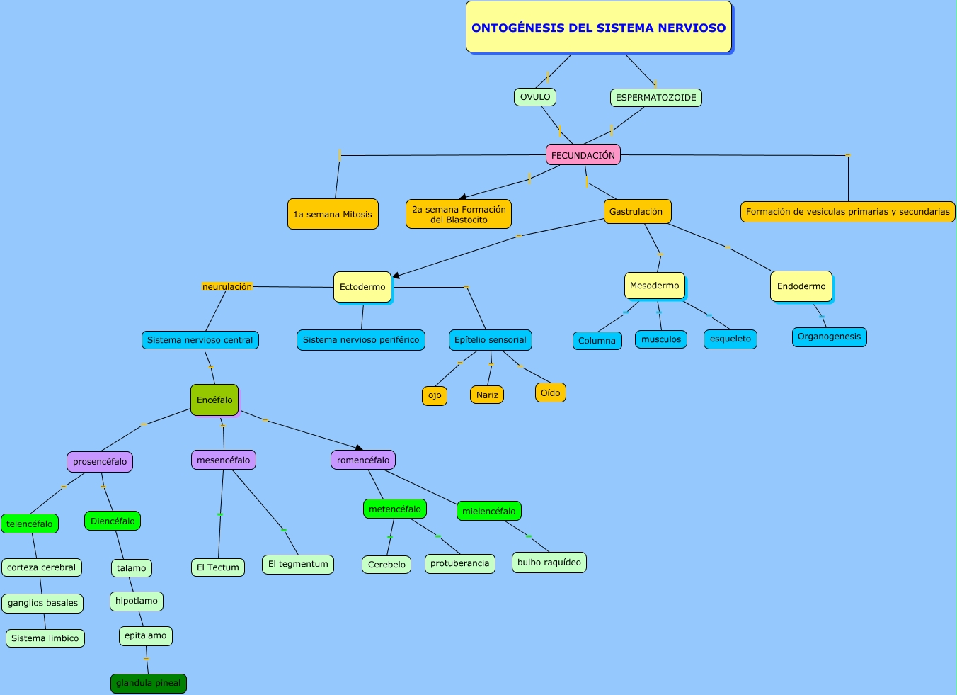 Mapa Conceptual Ontogénesis